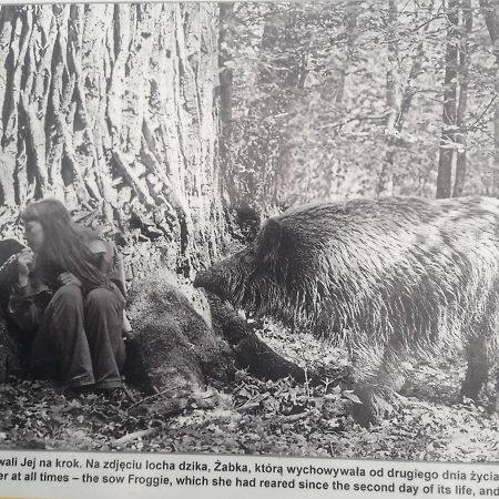 In Nature Białowieża 외부 사진