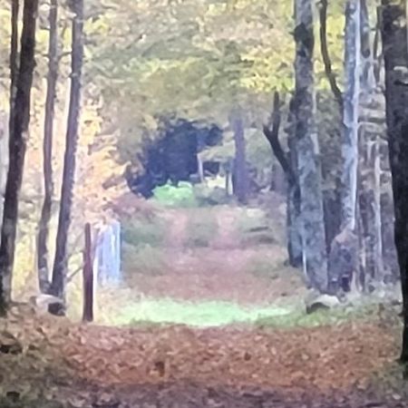In Nature Białowieża 외부 사진