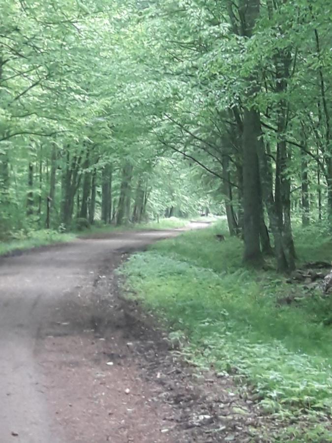 In Nature Białowieża 외부 사진
