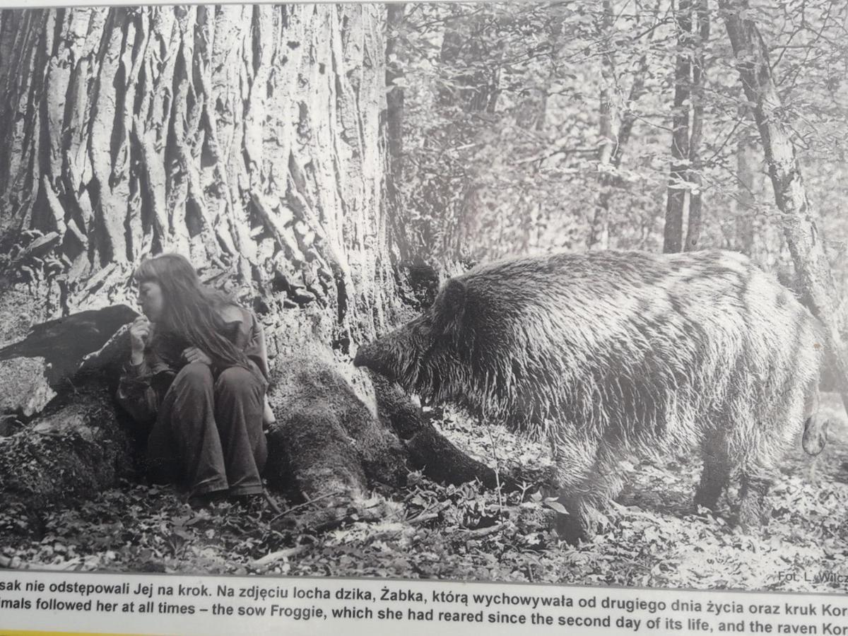 In Nature Białowieża 외부 사진