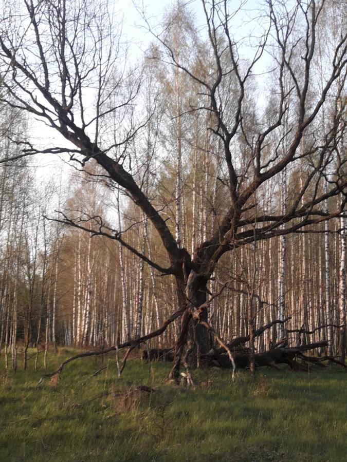 In Nature Białowieża 외부 사진