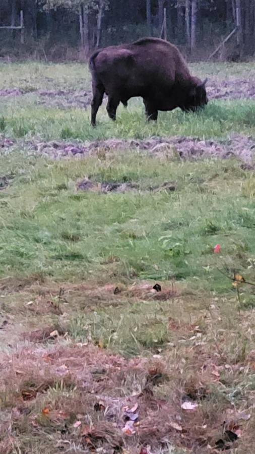 In Nature Białowieża 외부 사진