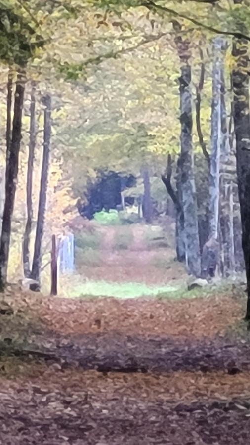 In Nature Białowieża 외부 사진