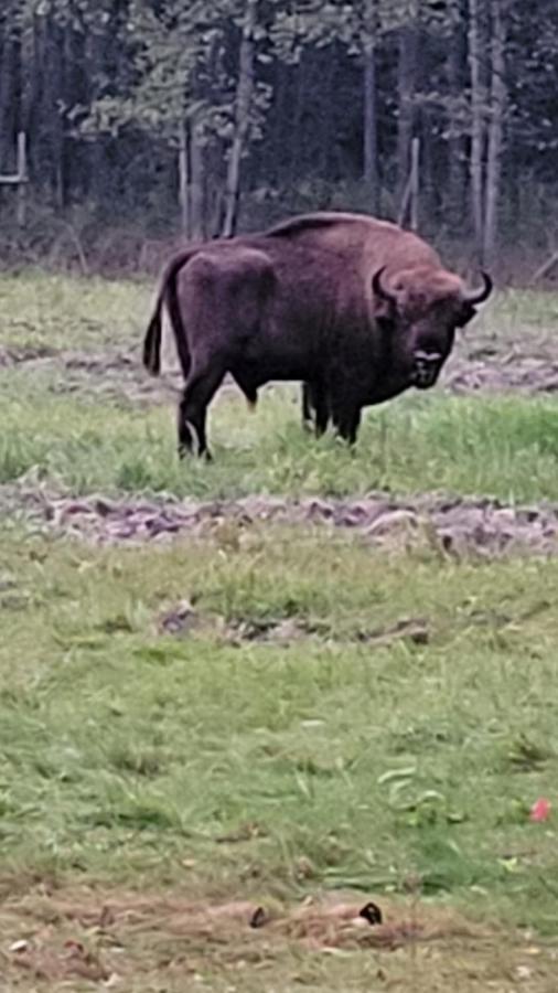 In Nature Białowieża 외부 사진