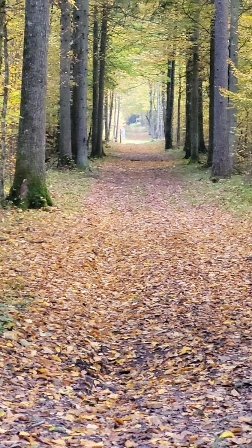In Nature Białowieża 외부 사진